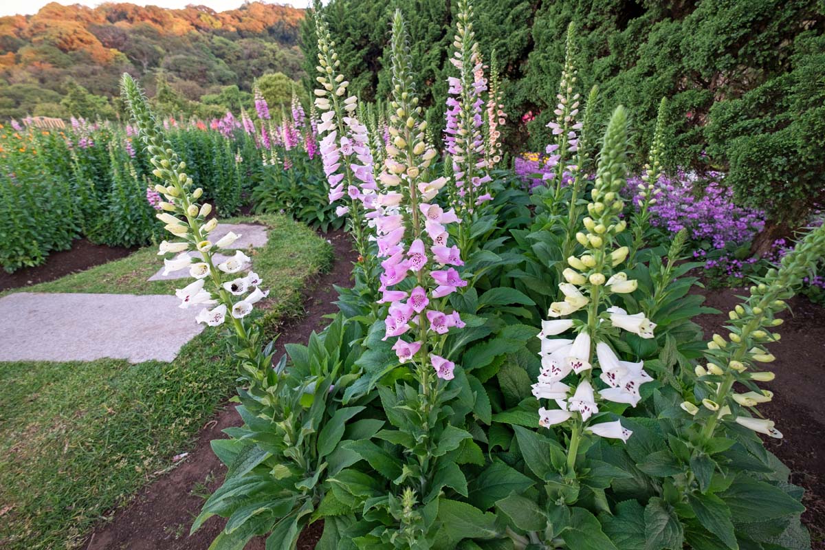 A horizontal image of different colored foxgloves growing in a border in the garden, with mountains in light sunshine in the background.
