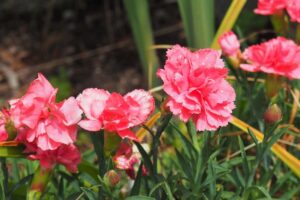 Pink carnations with thin green foliage, growing in the garden.
