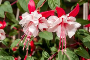A close up horizontal image of red and white double-petalled fuchsia flowers, pictured in bright sunshine on a soft focus background.