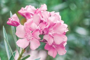 A close up horizontal image of bright pink Nerium oleander flowers pictured growing in the garden on a soft focus background.