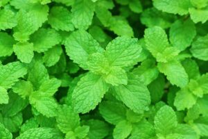 A close up, top down picture of peppermint (Mentha x piperita) growing in the garden, with bright green leaves on a soft focus background.