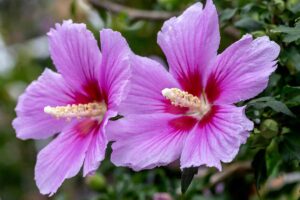 A close up horizontal image of two pink and red rose of Sharon (Hibiscus syriacus) flowers growing in the garden pictured on a soft focus background.
