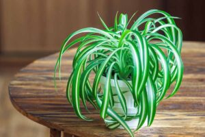 A close up horizontal image of a small spider plant growing in a pot set on a wooden table.