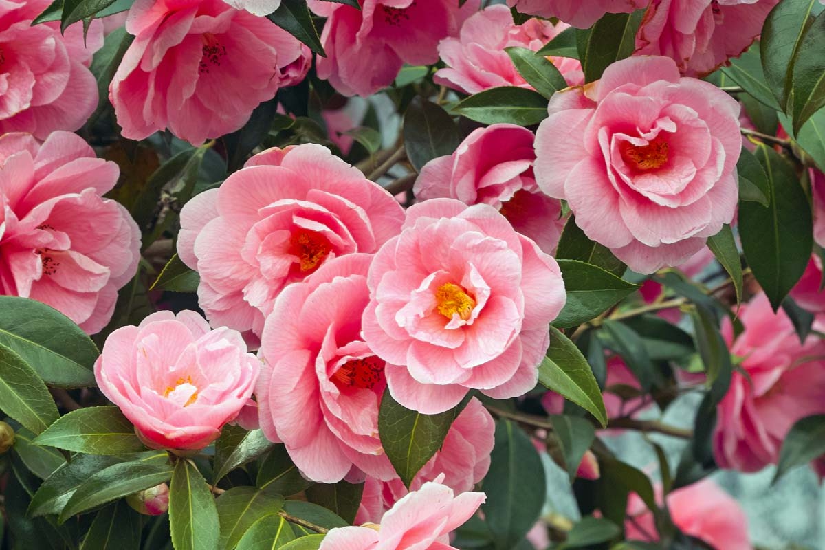 A close up horizontal image of pink flowers growing in the garden surrounded by foliage.