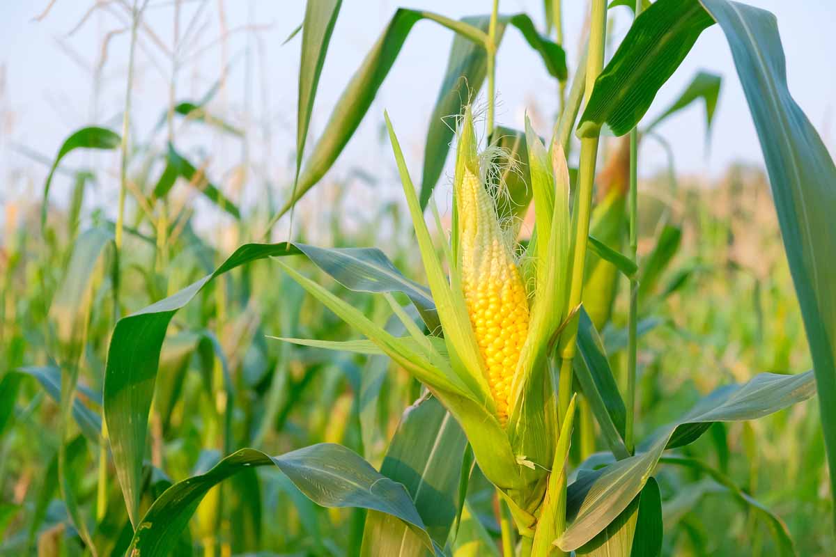 A close up of a corn ear with the outer leaves pulled back to reveal the bright yellow kernels, pictured in bright sunshine, fading to soft focus in the background.