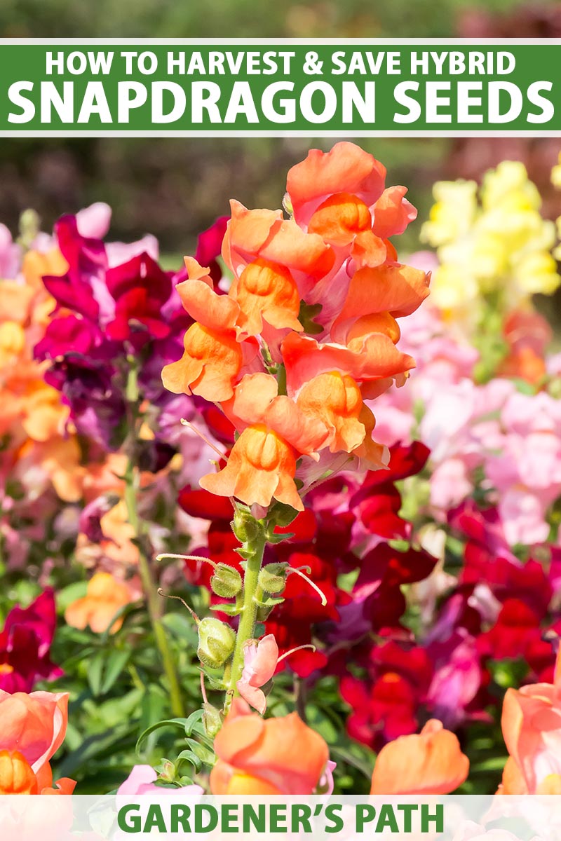 A close up vertical image of colorful snapdragons growing in the garden pictured on a soft focus background. To the top and bottom of the frame is green and white printed text.