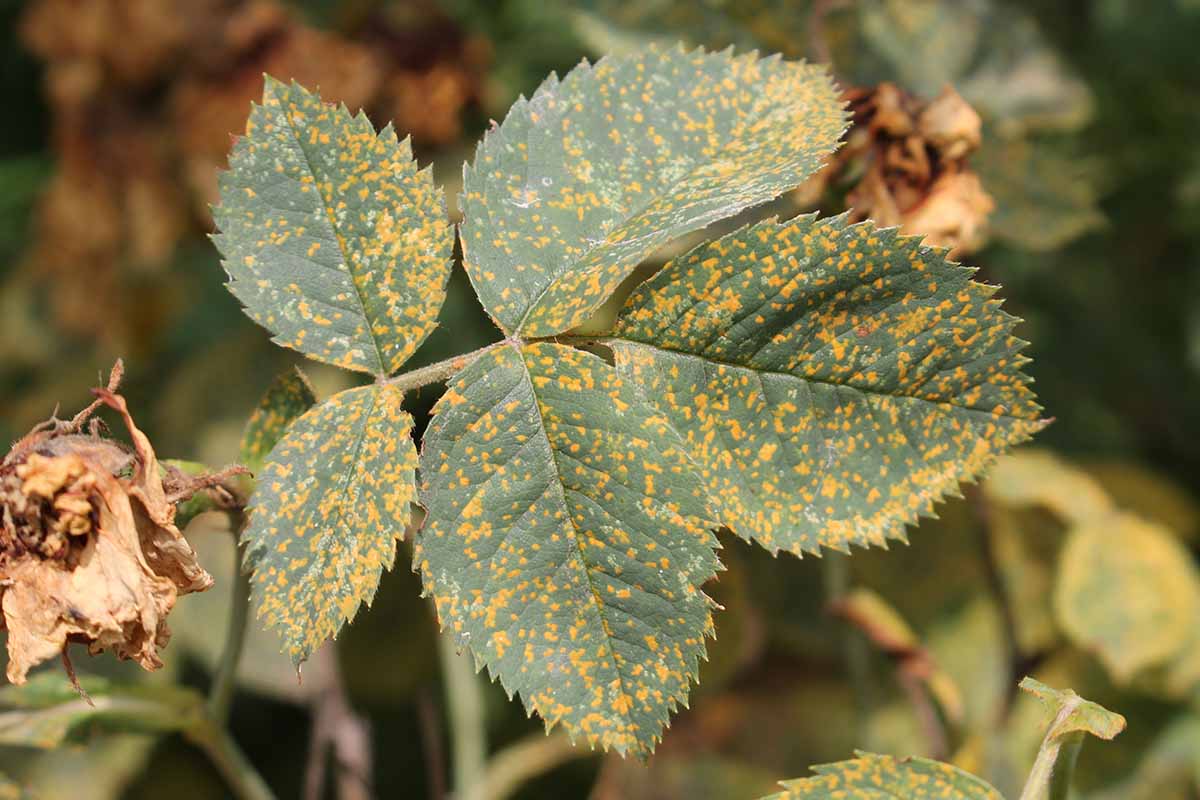 A close up horizontal image of rose foliage covered in the symptoms of a fungal disease known as rust, pictured on a soft focus background.