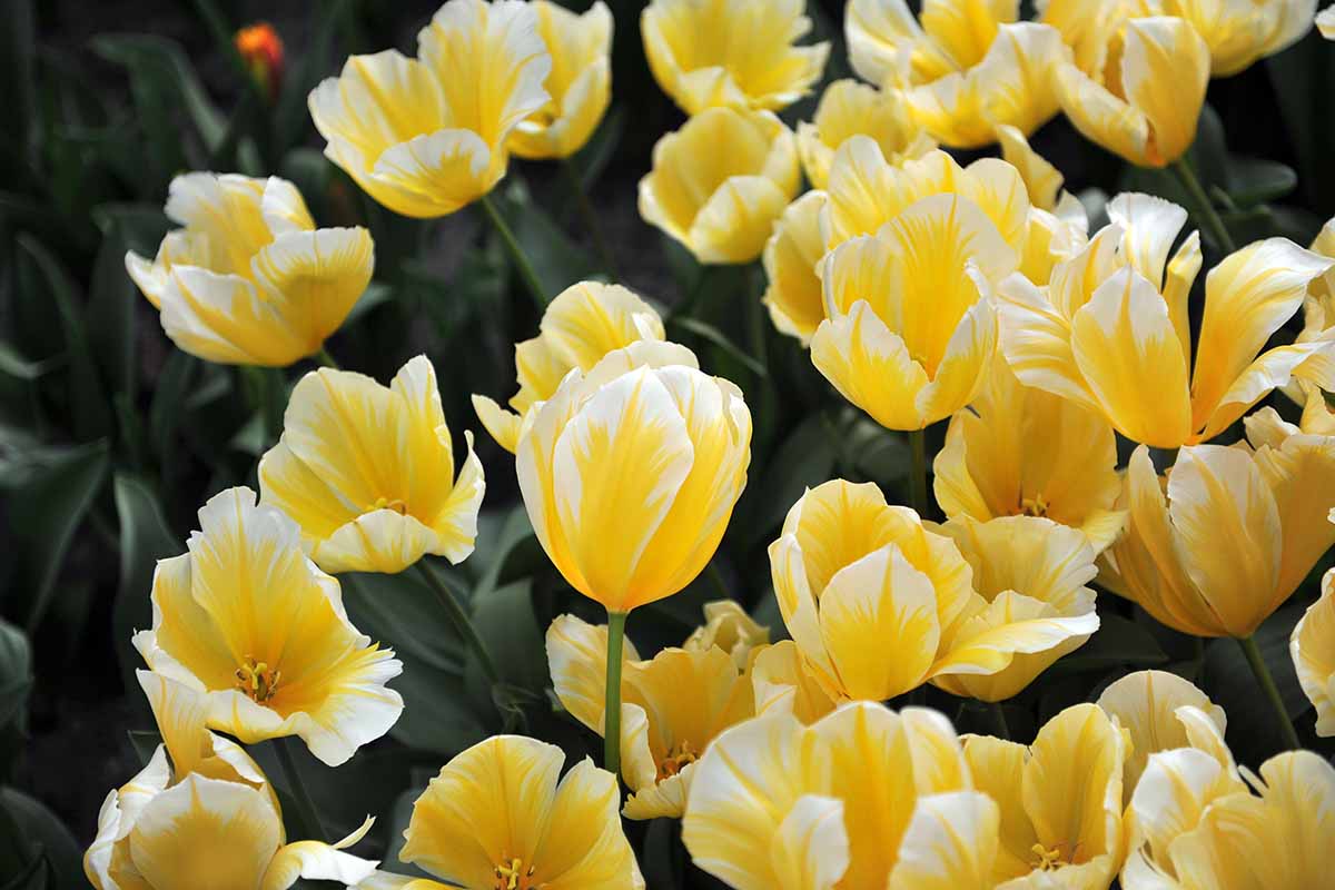 A close up horizontal image of yellow and white tulips growing in the garden pictured on a soft focus background.