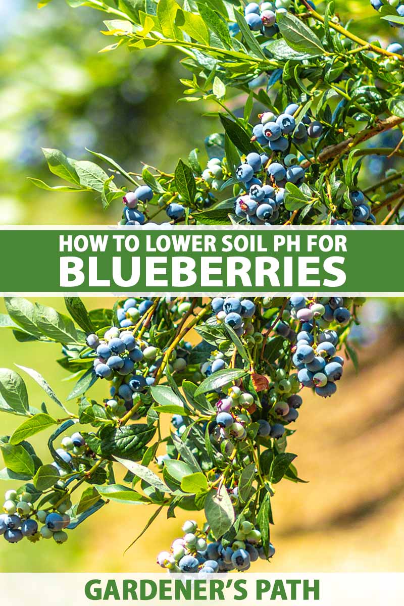 A close up vertical image of ripe blueberries growing in the garden pictured in bright sunshine, pictured on a soft focus background. To the center and bottom of the frame is green and white printed text.