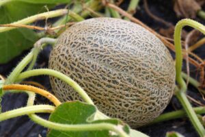 A ripe cantaloupe melon attached to the vine on the ground in the garden on a soft focus background.