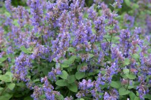 Flower bed with catmint neptha plants in bloom with purple flowers.