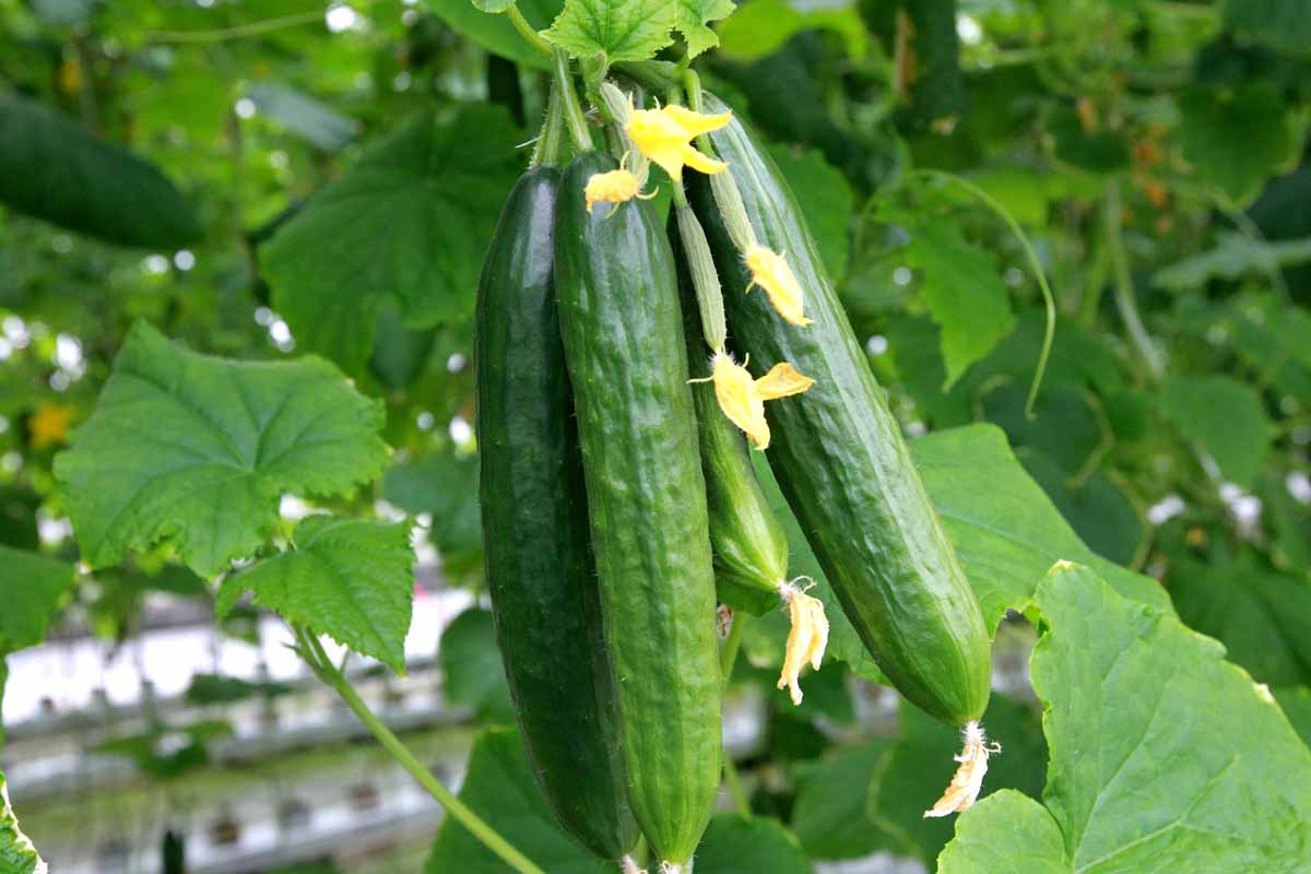 A close up horizontal image of long cucumbers growing in a greenhouse pictured on a soft focus background.