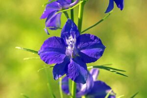 A close up horizontal image of purple larkspur flowers growing in the summer garden, pictured in light sunshine on a soft focus background.