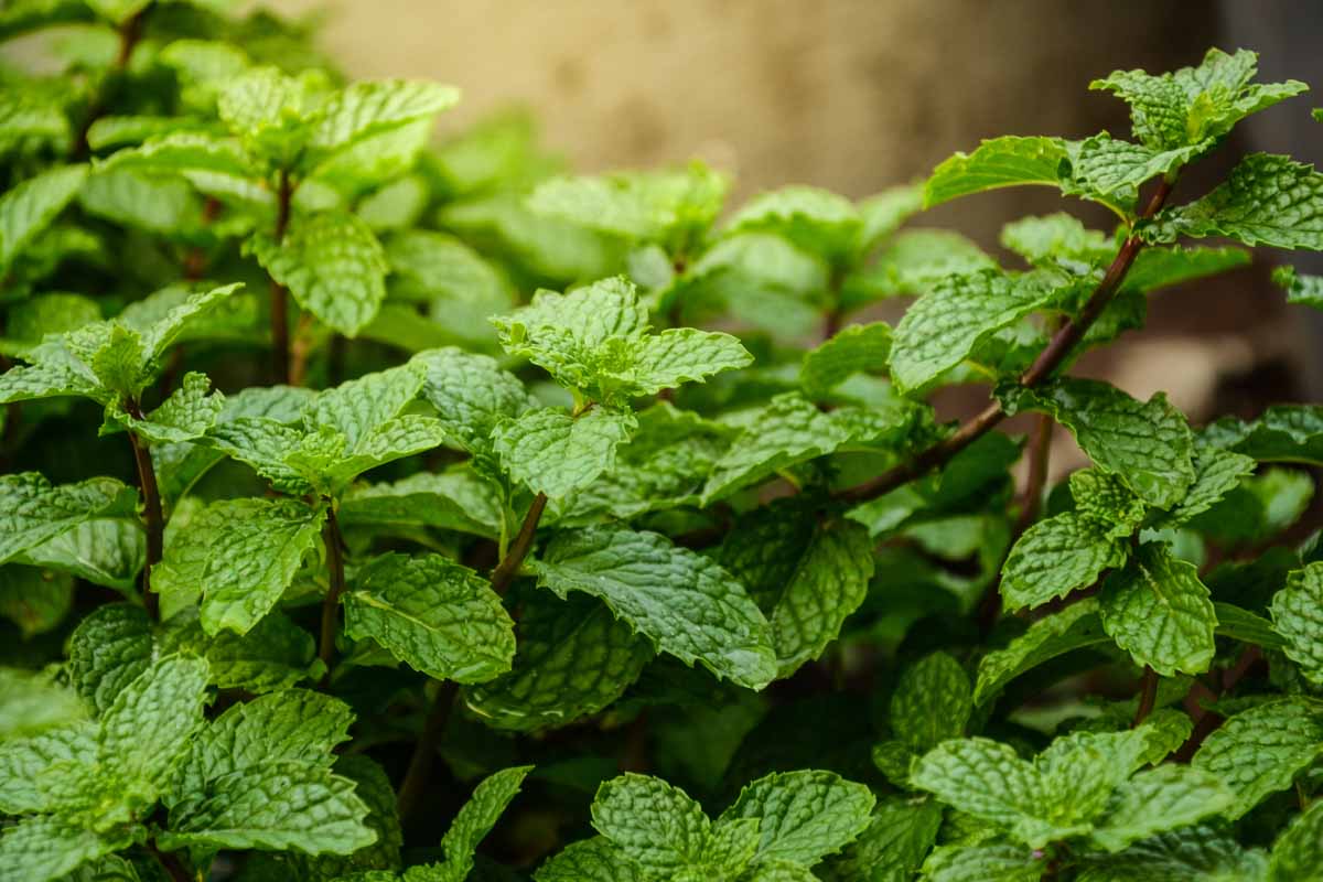 A close up of a mint plant growing in the garden with dark stems and dark green leaves, on a soft focus background.