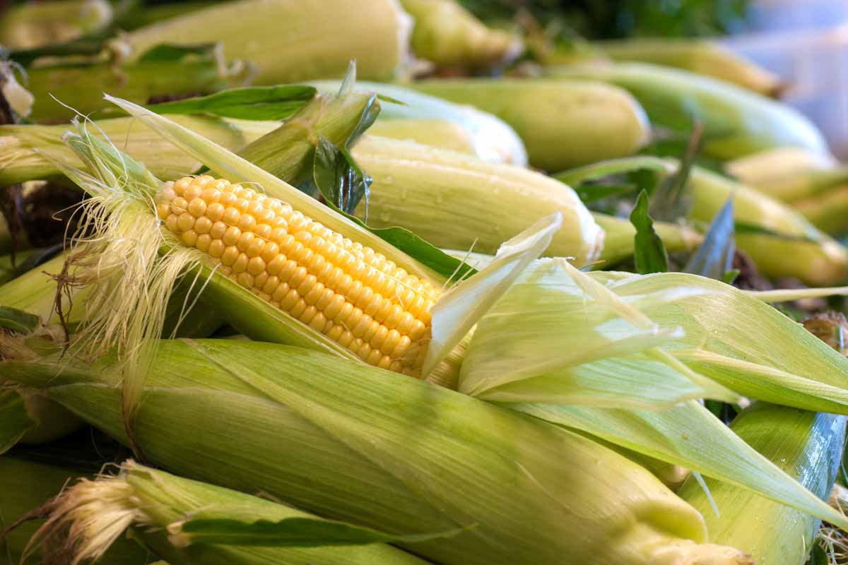 A close up of a pile of freshly harvested homegrown corn with some of the husks pulled back to reveal the yellow kernels.