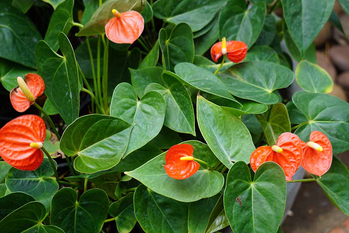A close up horizontal image of an anthurium plant with deep green leaves and bright red flower spathes growing in a pot indoors.
