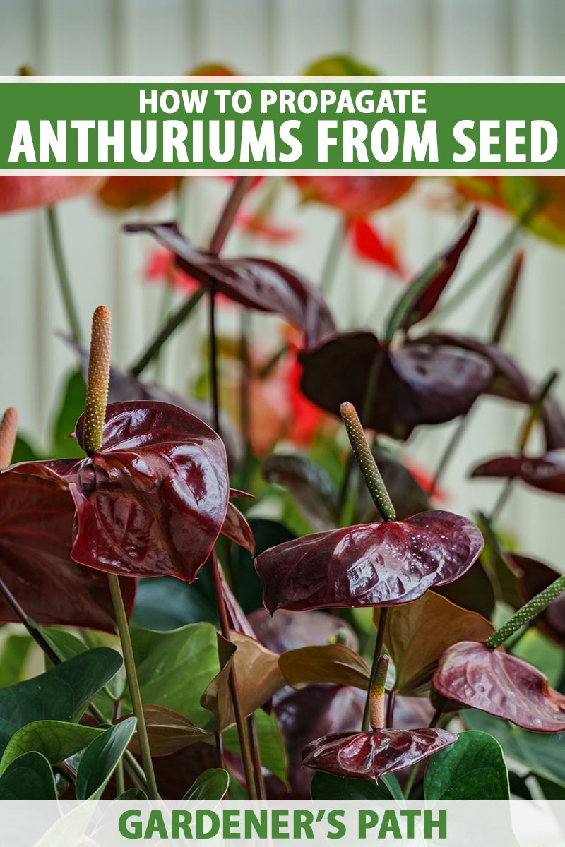 A close up vertical image of deep burgundy Anthurium flowers with green foliage behind them, growing in pots indoors, pictured on a soft focus background. To the top and bottom of the frame is green and white printed text.