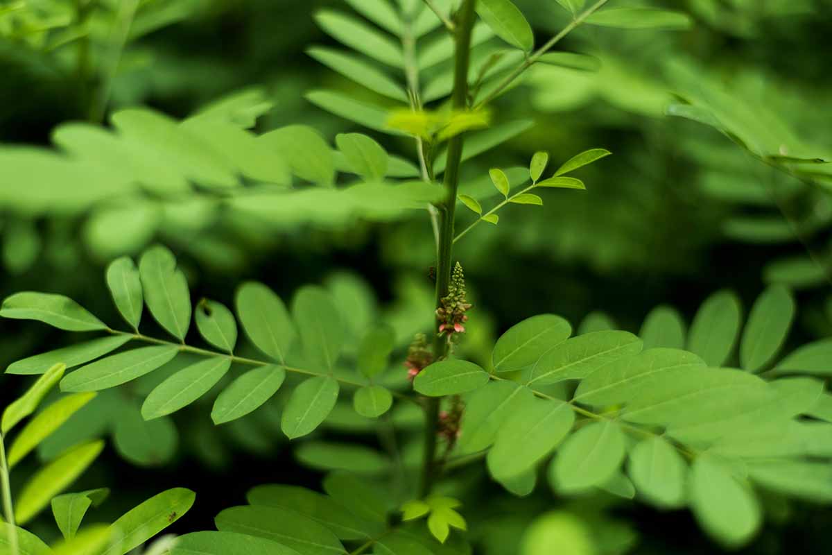 A close up horizontal image of indigo (Indigofera) foliage pictured on a soft focus background.