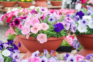 A close up horizontal image of colorful petunias growing in wide plastic pots.