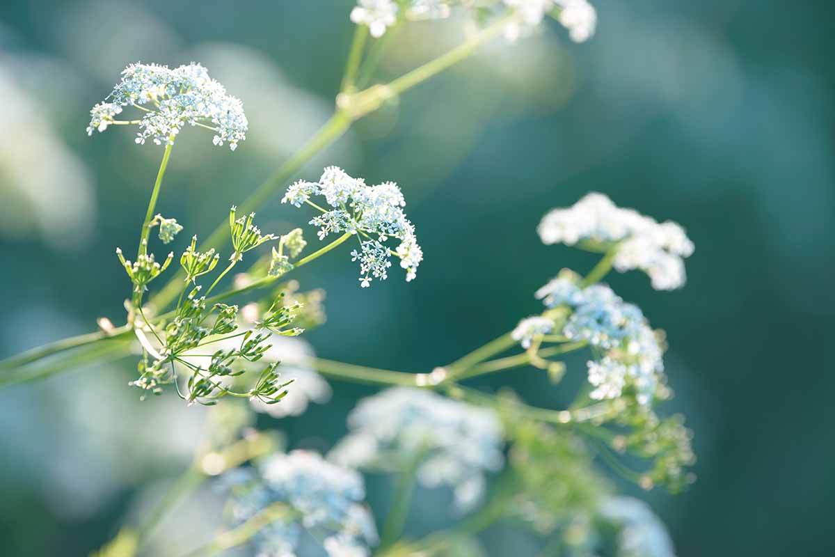 A close up horizontal image of anise growing in the garden pictured in light sunshine on a soft focus background.