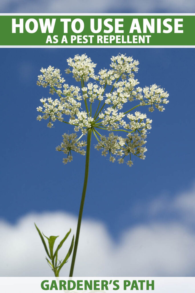 A close up vertical image of an anise flower head pictured against a blue sky background. To the top and bottom of the frame is green and white printed text.