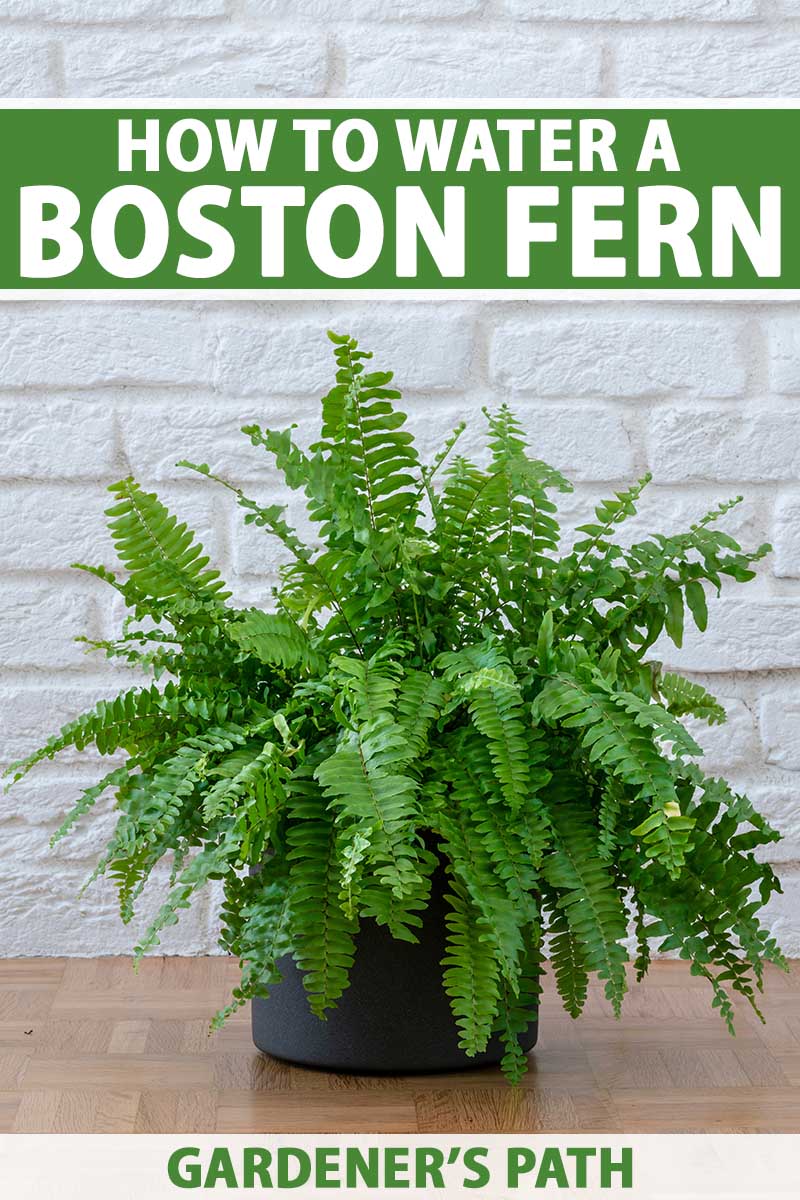 A close up vertical image of a Boston fern growing in a black plastic pot set on a wooden surface with a white brick wall in the background. To the top and bottom of the frame is green and white printed text.