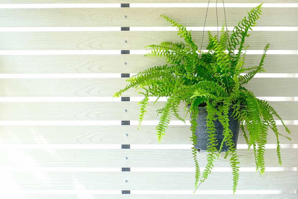 A close up horizontal image of a Boston fern growing in a hanging basket by a window.