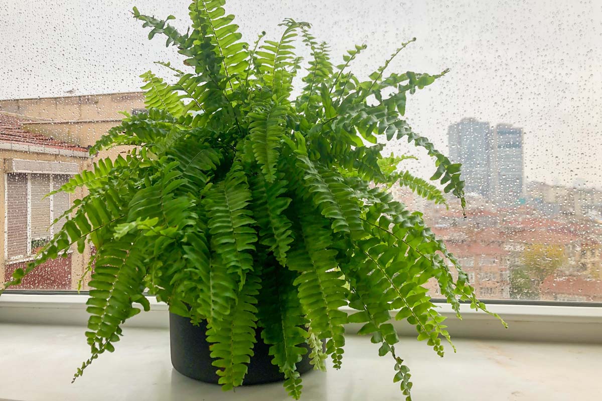 A close-up horizontal image of a potted Boston fern set on a windowsill with a rainy cityscape in the background.