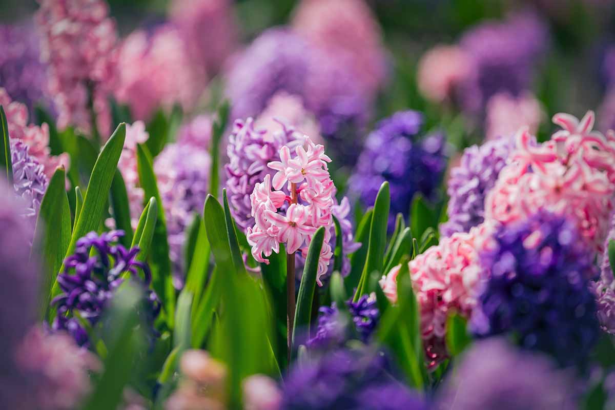 A close up horizontal image of a colorful garden bed with hyacinths.