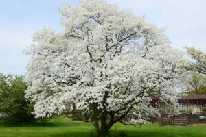 A horizontal image of a white dogwood tree in full bloom growing in the garden.