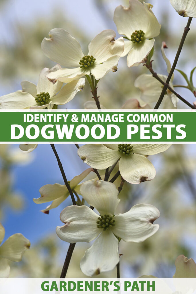 A close up vertical image of white dogwood flowers growing in the garden pictured on a soft focus background. To the center and bottom of the frame is green and white printed text.