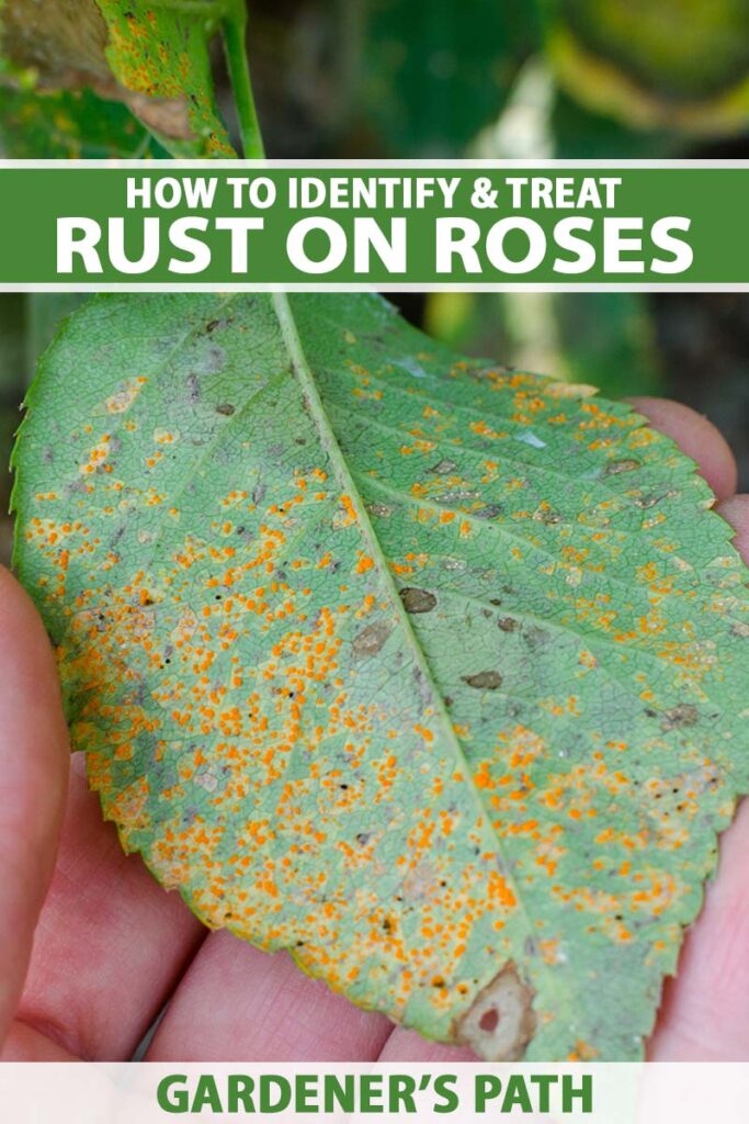 A close up vertical image of a hand from the bottom of the frame holding the foliage of a rose that is suffering from rust. To the top and bottom of the frame is green and white printed text.