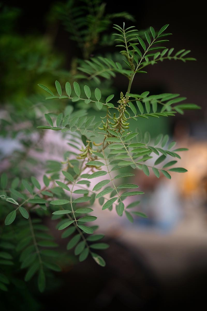 A close up vertical image of a branch and foliage of indigo (Indigofera tinctoria) growing in the garden pictured on a soft focus background.