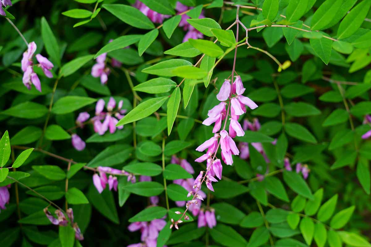 A close up horizontal image of pink flowers and bright green foliage of indigo growing in the garden.