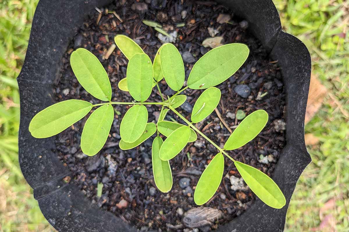 A close up horizontal image of an indigofera seedling growing in a black pot outdoors.