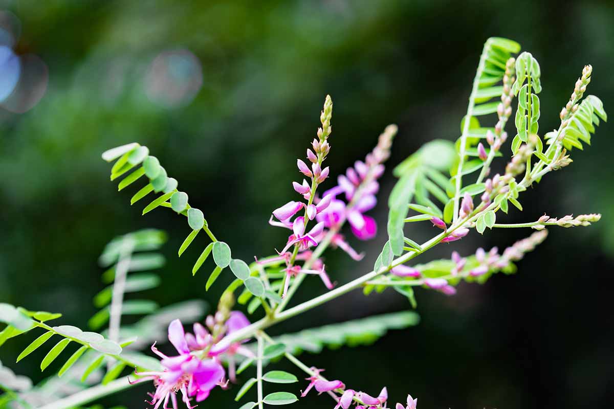 A close up of the flowers and foliage of Indigofera pictured on a soft focus background.