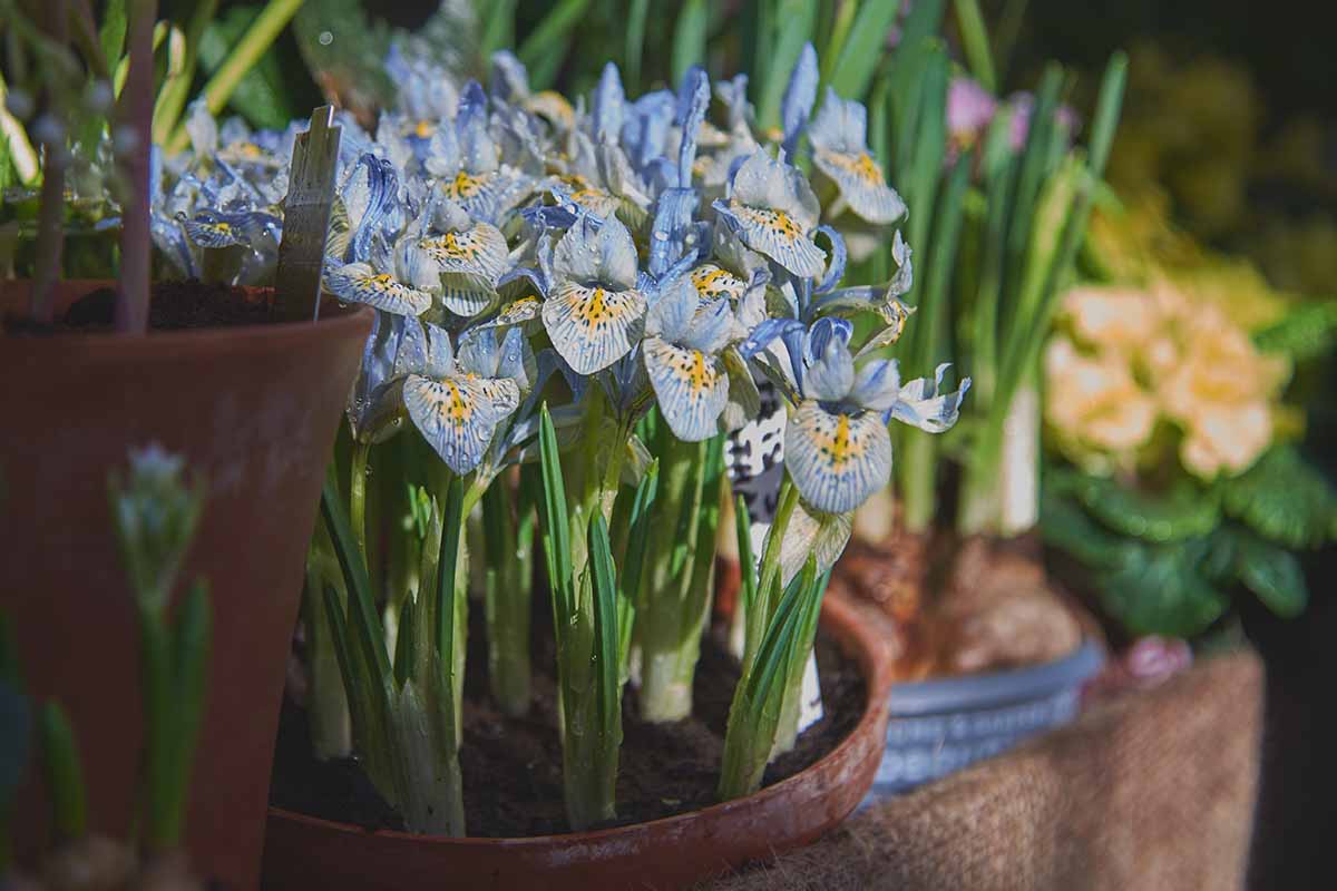 A close up horizontal image of light blue and yellow iris flowers growing in a terra cotta pot.