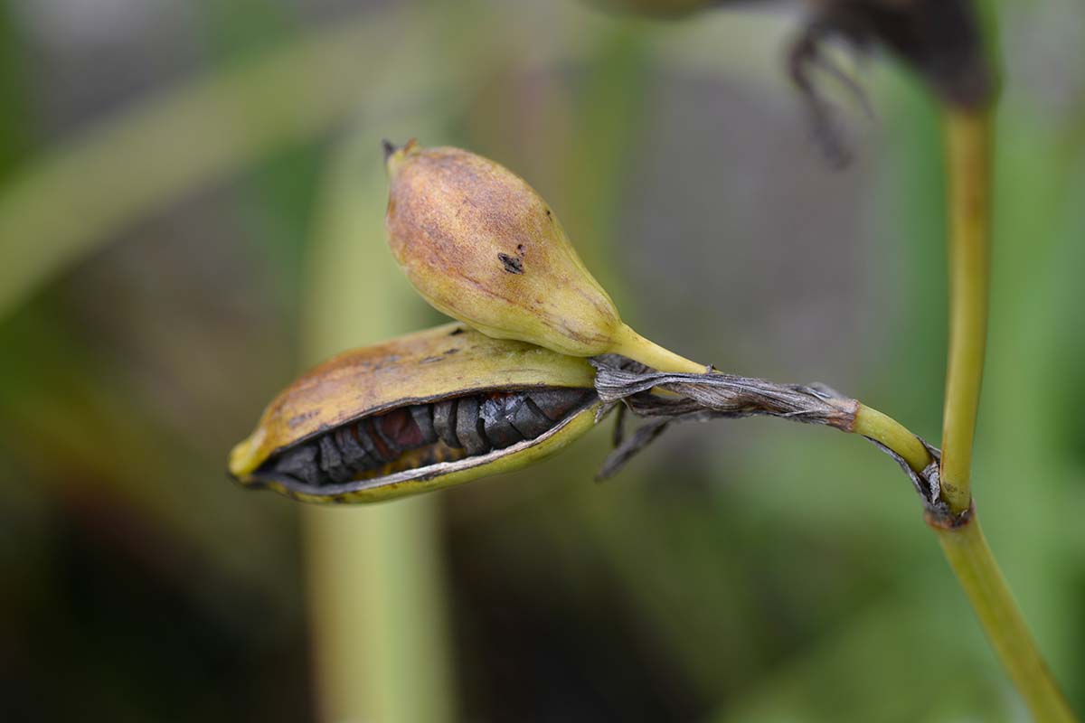 A close up horizontal image of an iris seed pod pictured on a soft focus background.