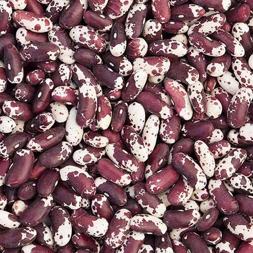 A close up square image of a pile of 'Jacob's Cattle' bicolored brown and white beans.