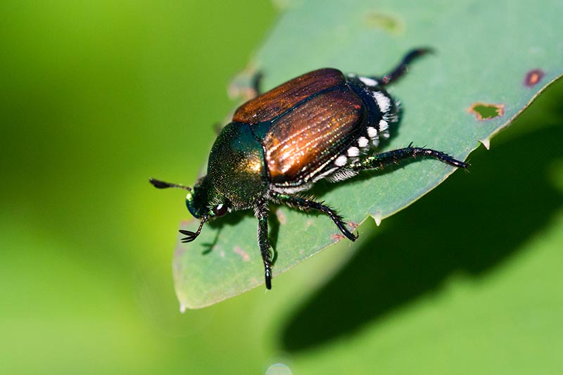 A close up horizontal image of a Japanese beetle on a leaf pictured on a green soft focus background.