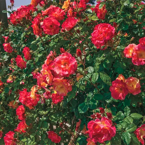 A square image of 'Joseph's Coat' roses growing in the garden.