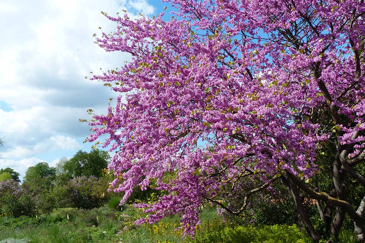 A horizontal image of a Judas tree growing in the garden in full bloom.