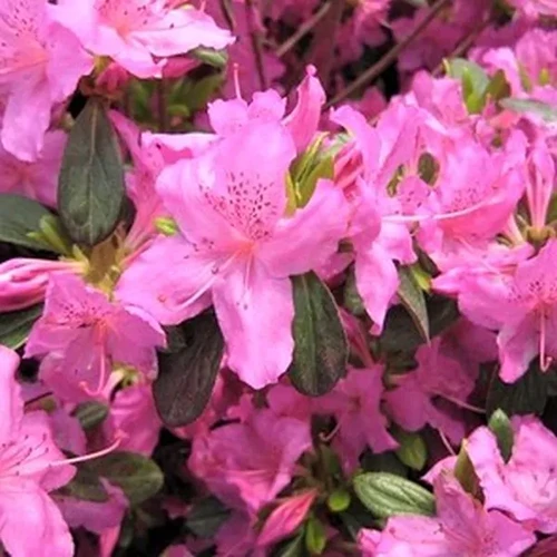 A close up square image of bright pink ‘Karen’ azalea blossoms growing outside a residence.