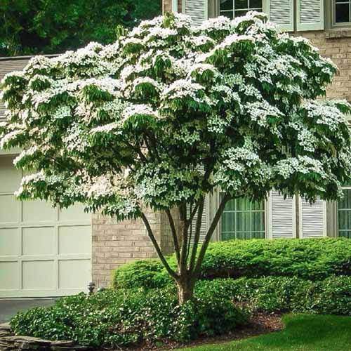 A square image of a kousa dogwood tree growing in a garden border outside a residence.