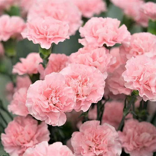 A close up square image of pink 'La France' carnation flowers pictured on a soft focus background.