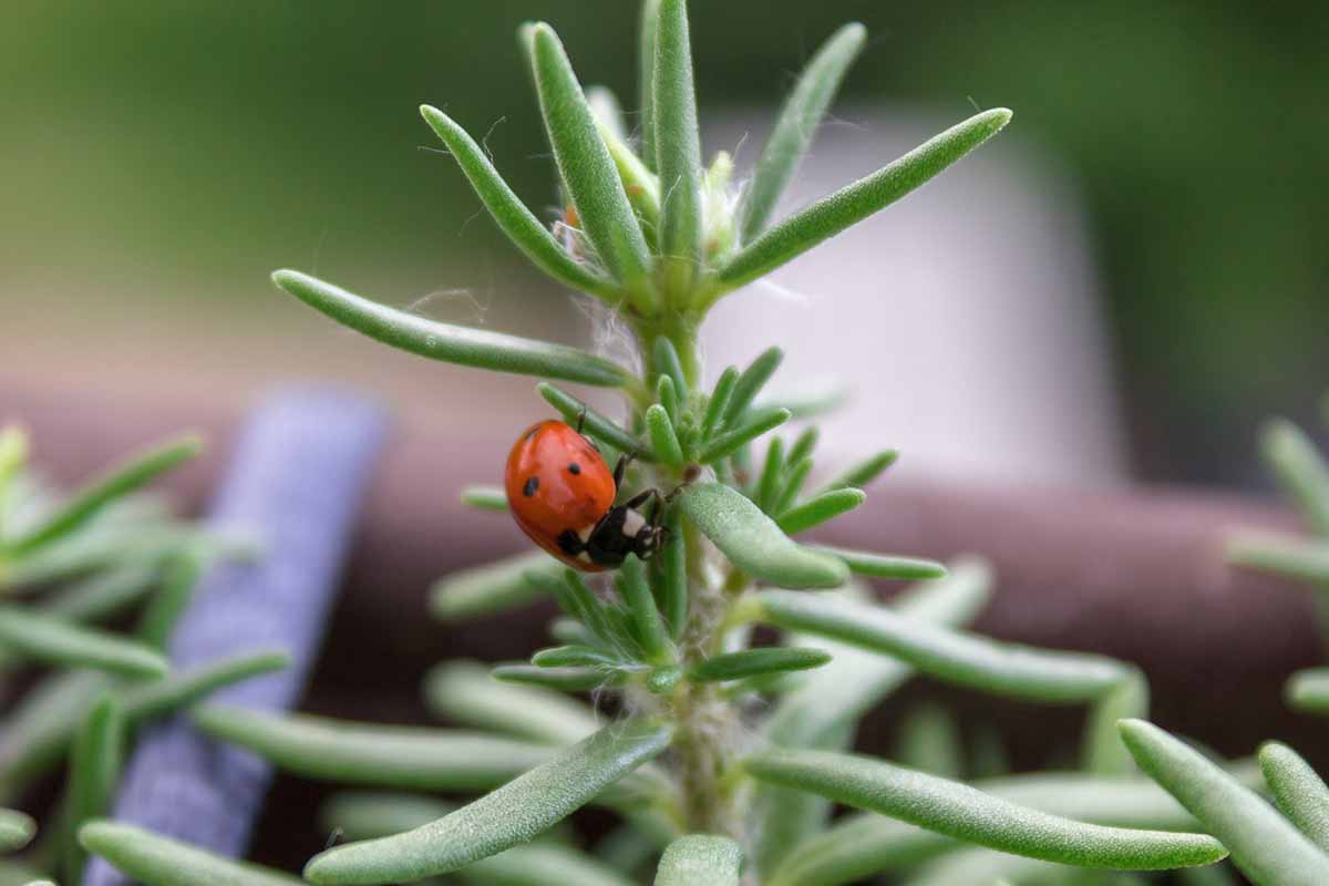 A close up of a ladybug on a moss rose plant pictured on a soft focus background.
