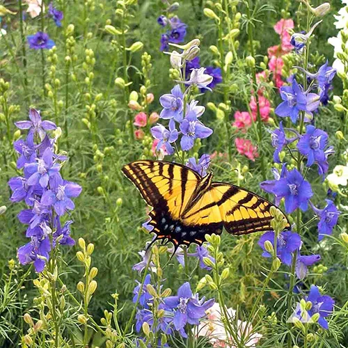 A close up square image of a butterfly feeding from larkspur flowers in a meadow.