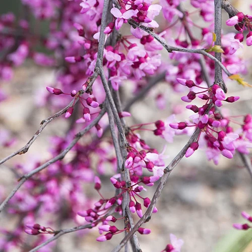 A close up square image of the pink flowers of 'Lavender Twist' redbud pictured on a soft focus background.