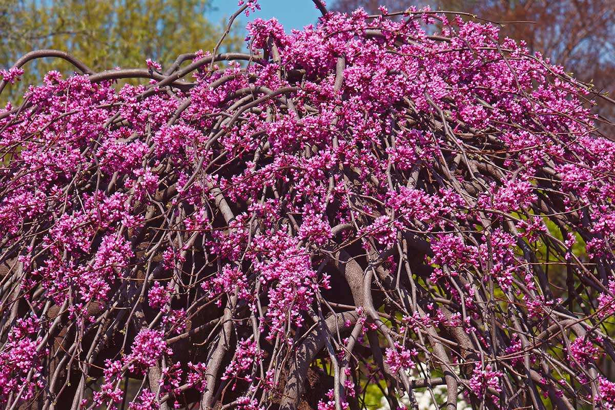 A horizontal image of Cercis 'Lavender Twist,' a weeping redbud in full bloom with bright pink flowers.