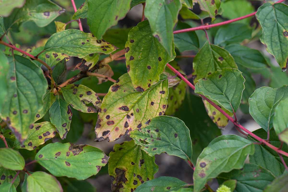 A close up horizontal image of the symptoms of leaf spot anthracnose on a dogwood tree.